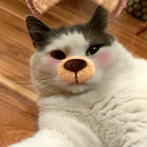 Meet your Posher, Joyce